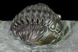 Enrolled Flexicalymene Trilobite In Shale - Mt Orab, Ohio #165365-3
